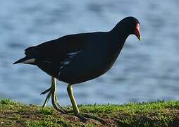 Gallinule poule-d'eau