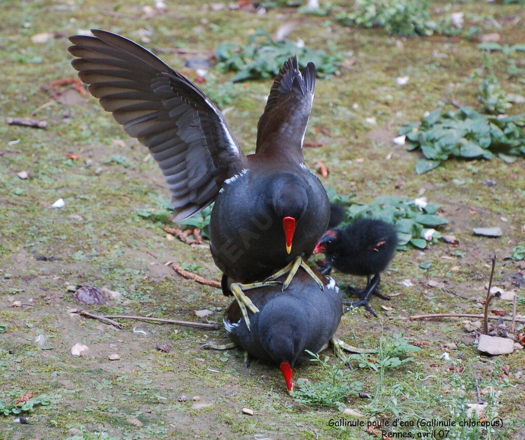 Common Moorhen adult breeding