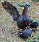 Gallinule poule-d'eau