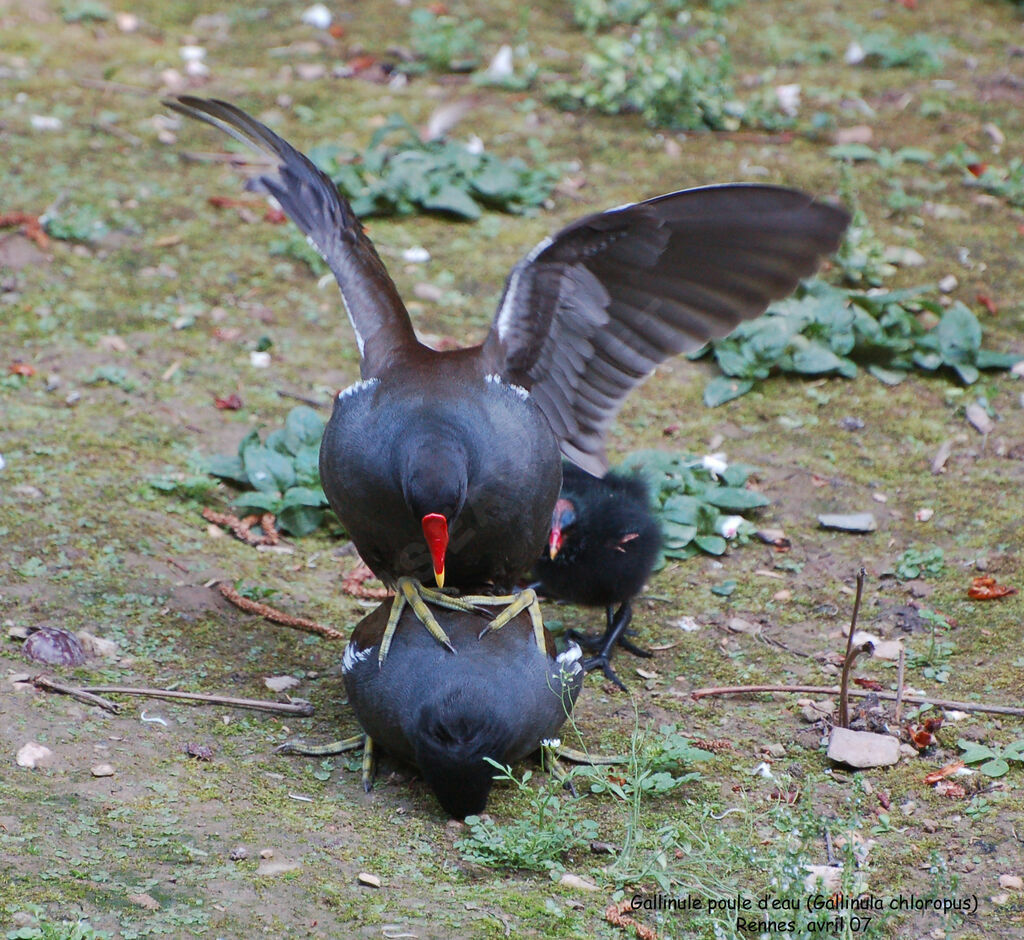 Common Moorhen adult breeding