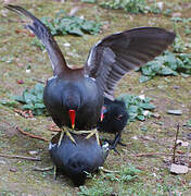 Common Moorhen