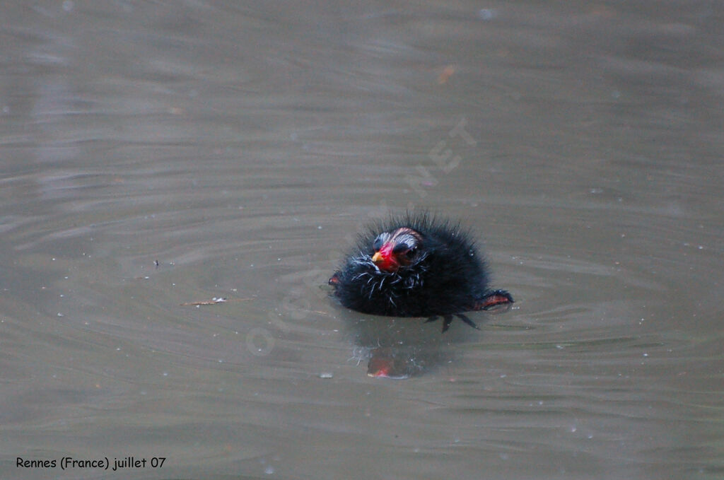 Gallinule poule-d'eaujuvénile