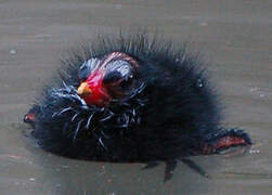 Common Moorhen