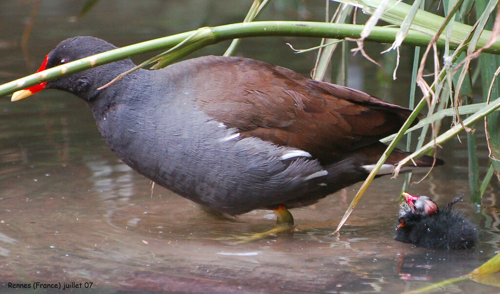 Gallinule poule-d'eau