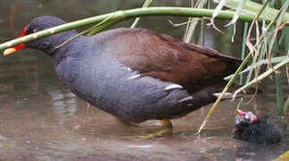 Gallinule poule-d'eau