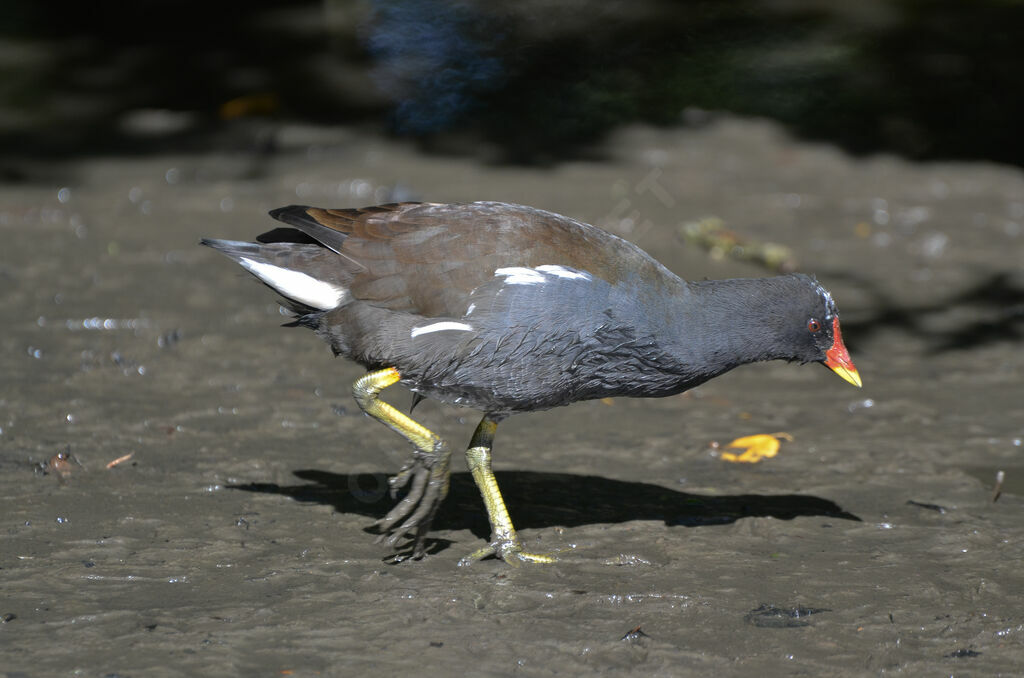 Gallinule poule-d'eauadulte, identification