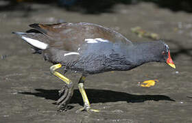 Gallinule poule-d'eau