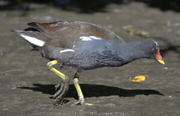 Gallinule poule-d'eau