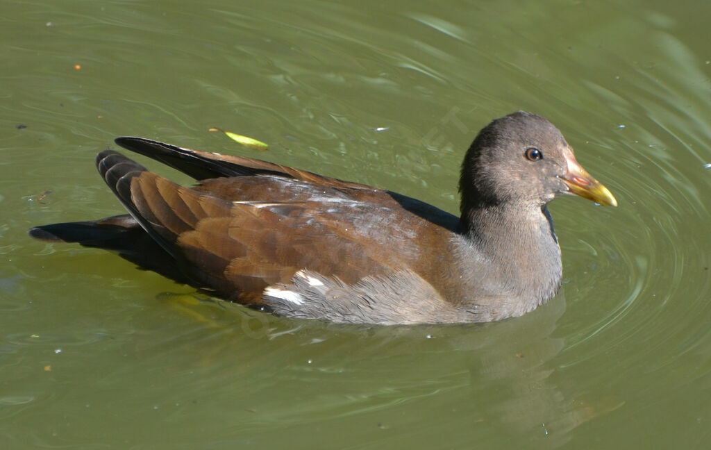 Common Moorhen