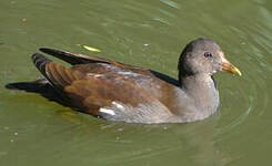 Gallinule poule-d'eau