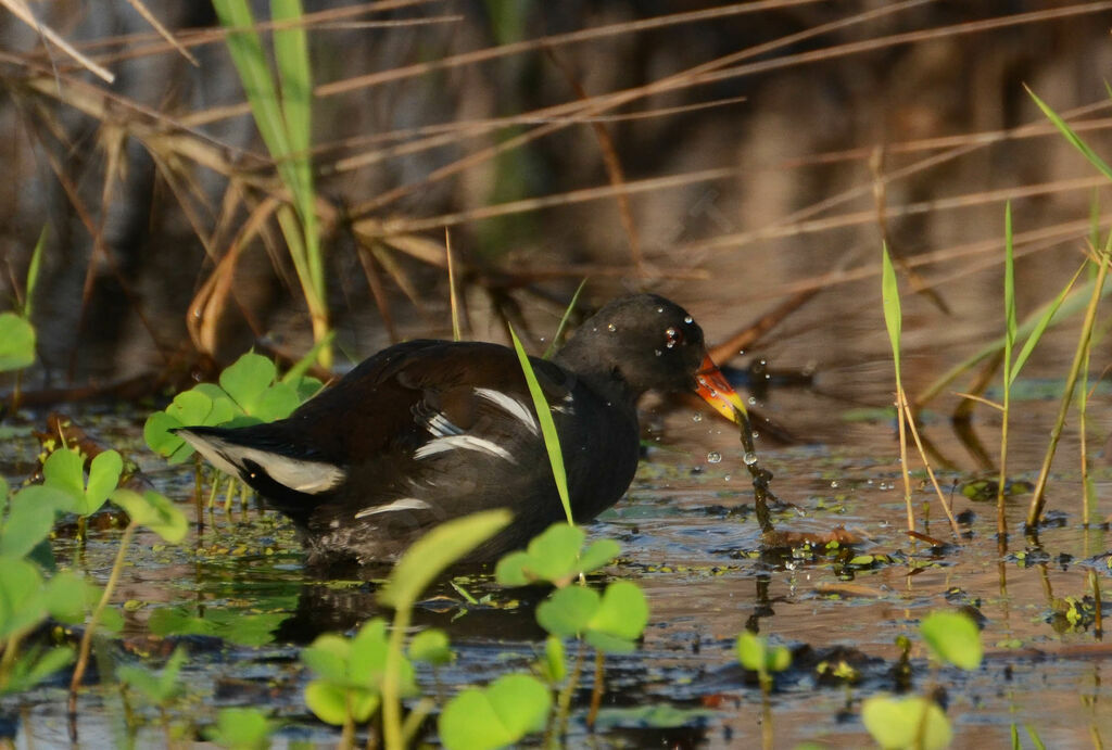 Gallinule poule-d'eauadulte, identification, régime