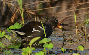 Common Moorhen