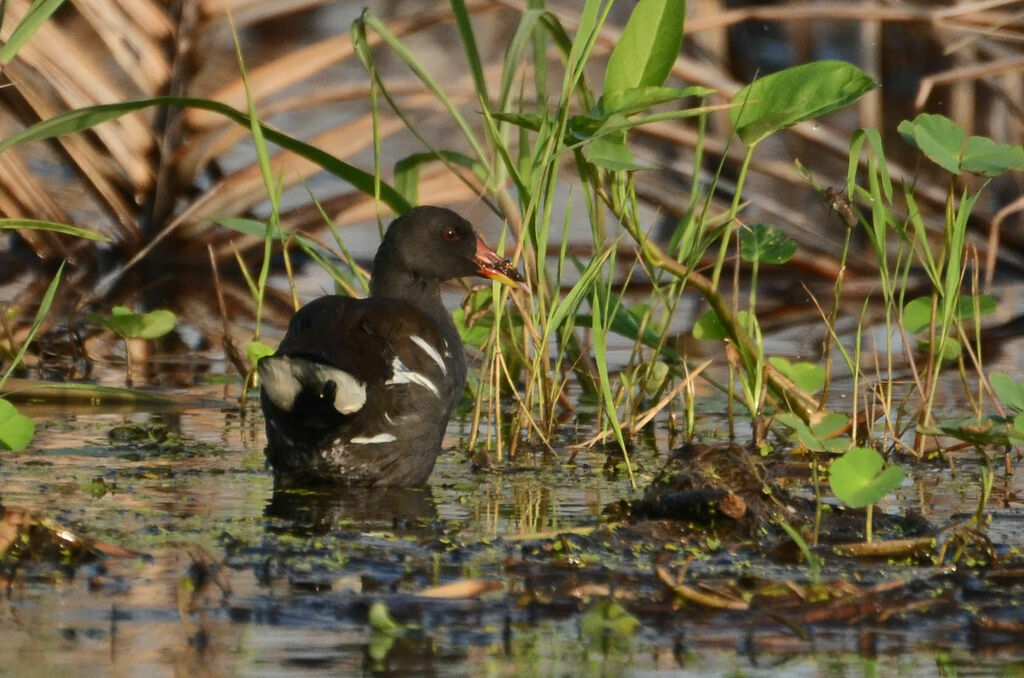 Gallinule poule-d'eauadulte, identification