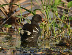 Gallinule poule-d'eau