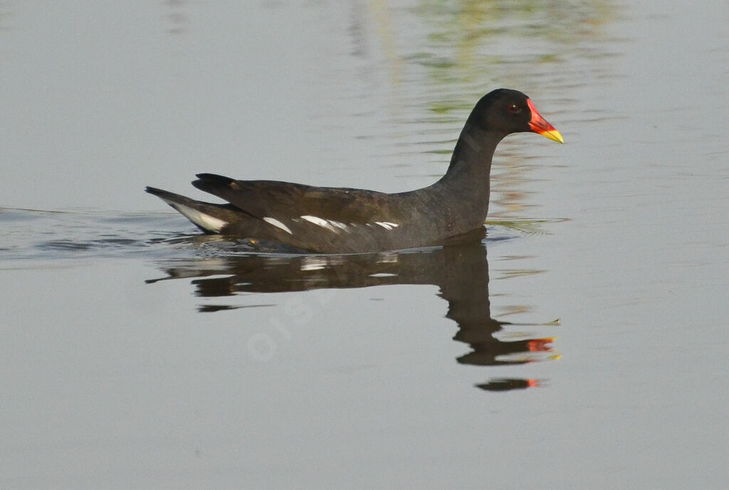 Gallinule poule-d'eauadulte, identification