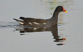 Gallinule poule-d'eau