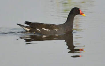 Gallinule poule-d'eau