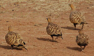 Chestnut-bellied Sandgrouse