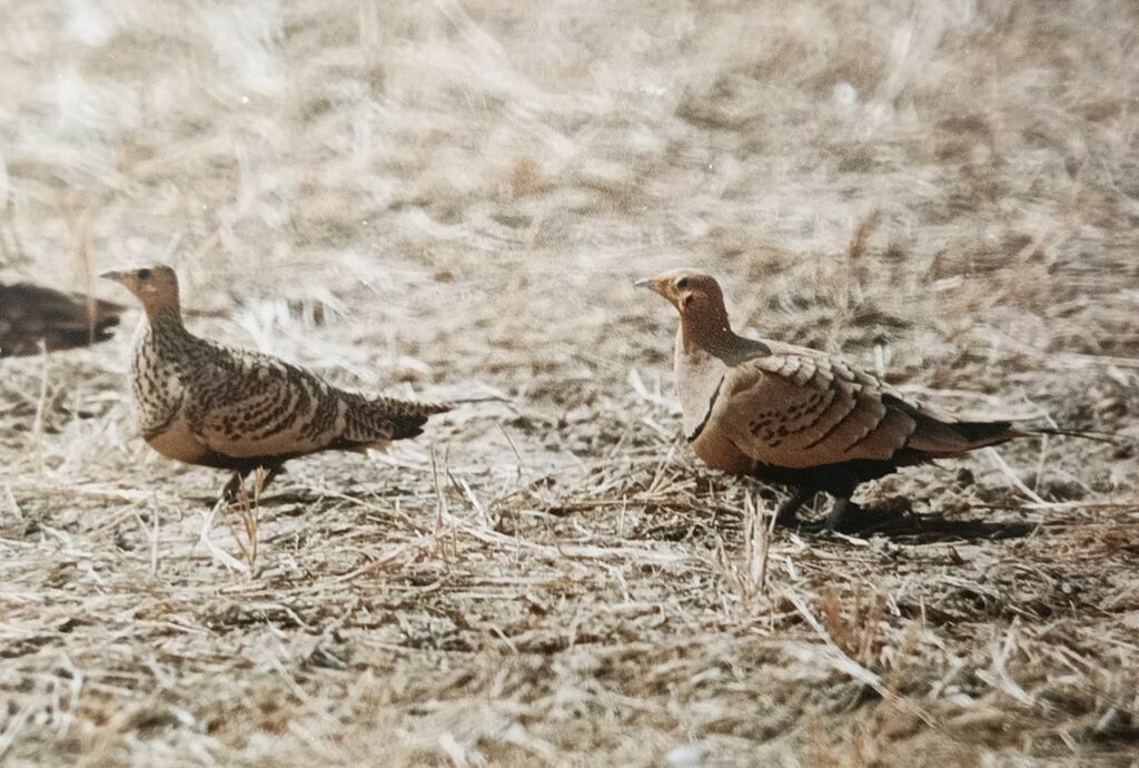 Chestnut-bellied Sandgrouseadult