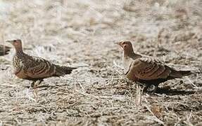 Chestnut-bellied Sandgrouse