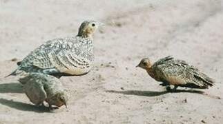 Chestnut-bellied Sandgrouse