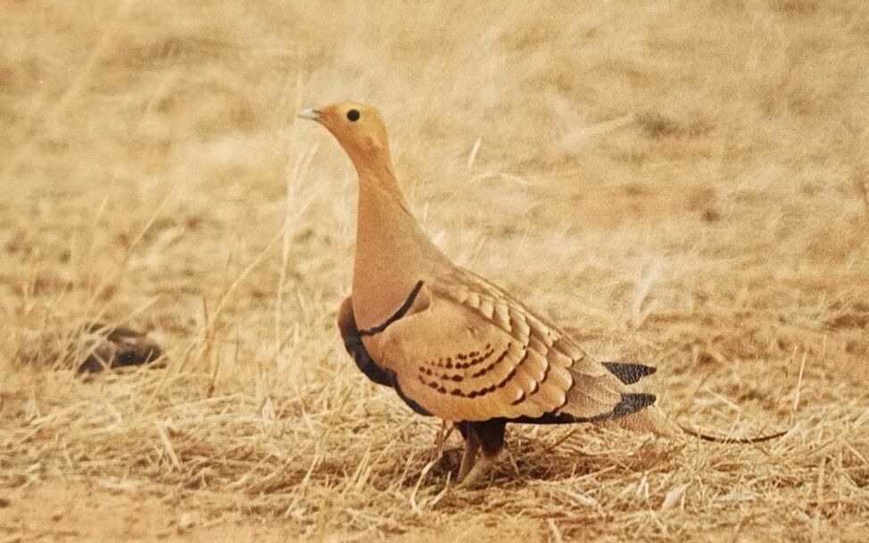 Chestnut-bellied Sandgrouse