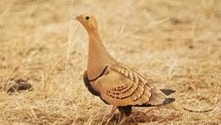 Chestnut-bellied Sandgrouse