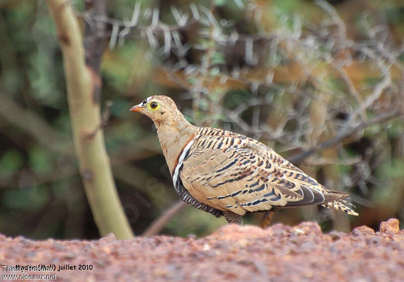 Four-banded Sandgrouse male adult, identification
