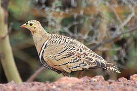 Four-banded Sandgrouse