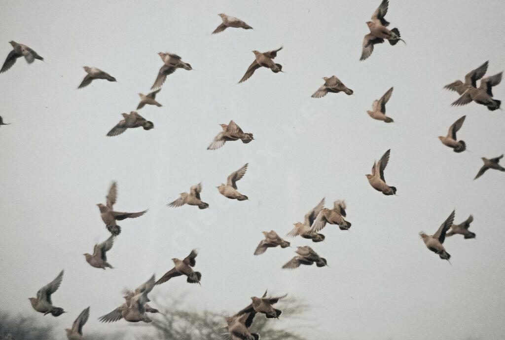 Spotted Sandgrouse