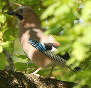 Eurasian Jay