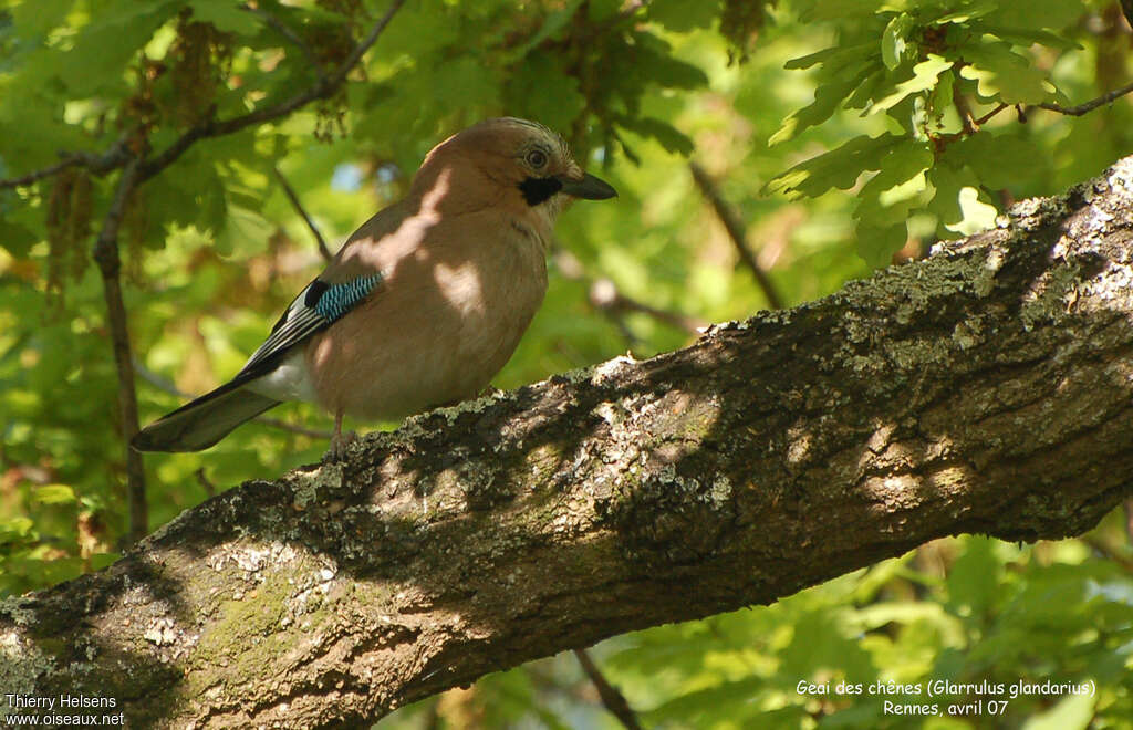 Geai des chênesadulte, habitat, camouflage, pigmentation