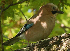 Eurasian Jay