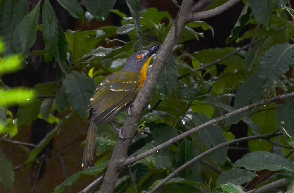 Grey-headed Bushshrikeadult, identification