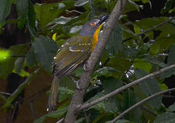 Grey-headed Bushshrike