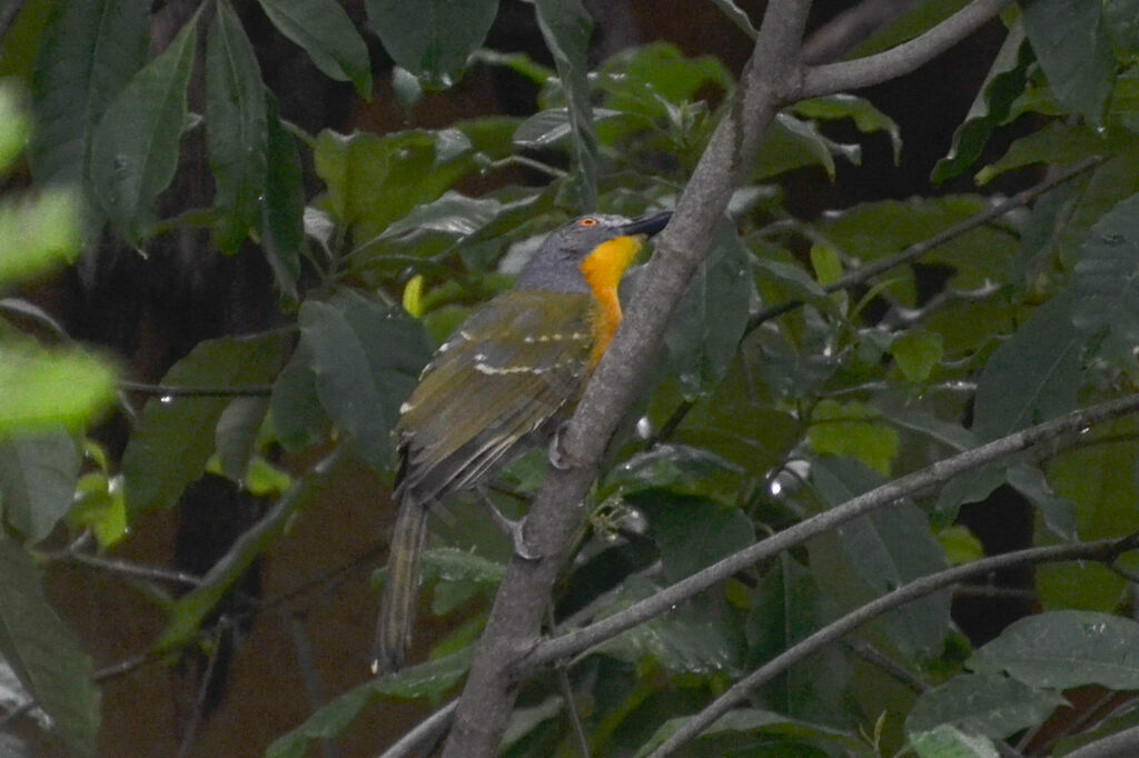 Grey-headed Bushshrikeadult