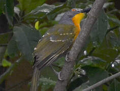 Grey-headed Bushshrike