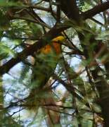 Orange-breasted Bushshrike
