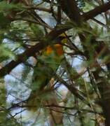 Orange-breasted Bushshrike