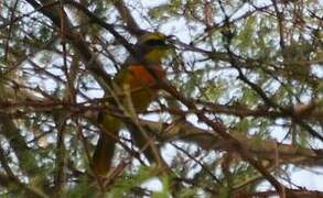 Orange-breasted Bushshrike