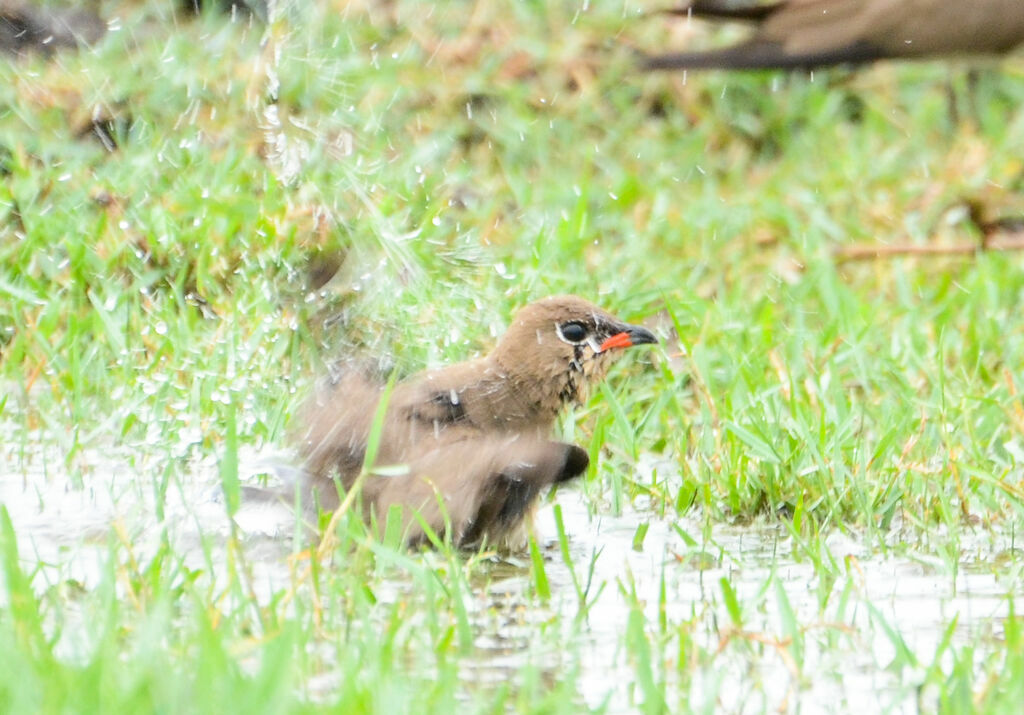 Collared Pratincoleadult, Behaviour