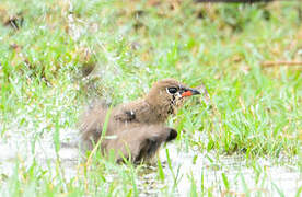 Collared Pratincole