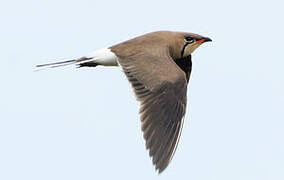 Collared Pratincole