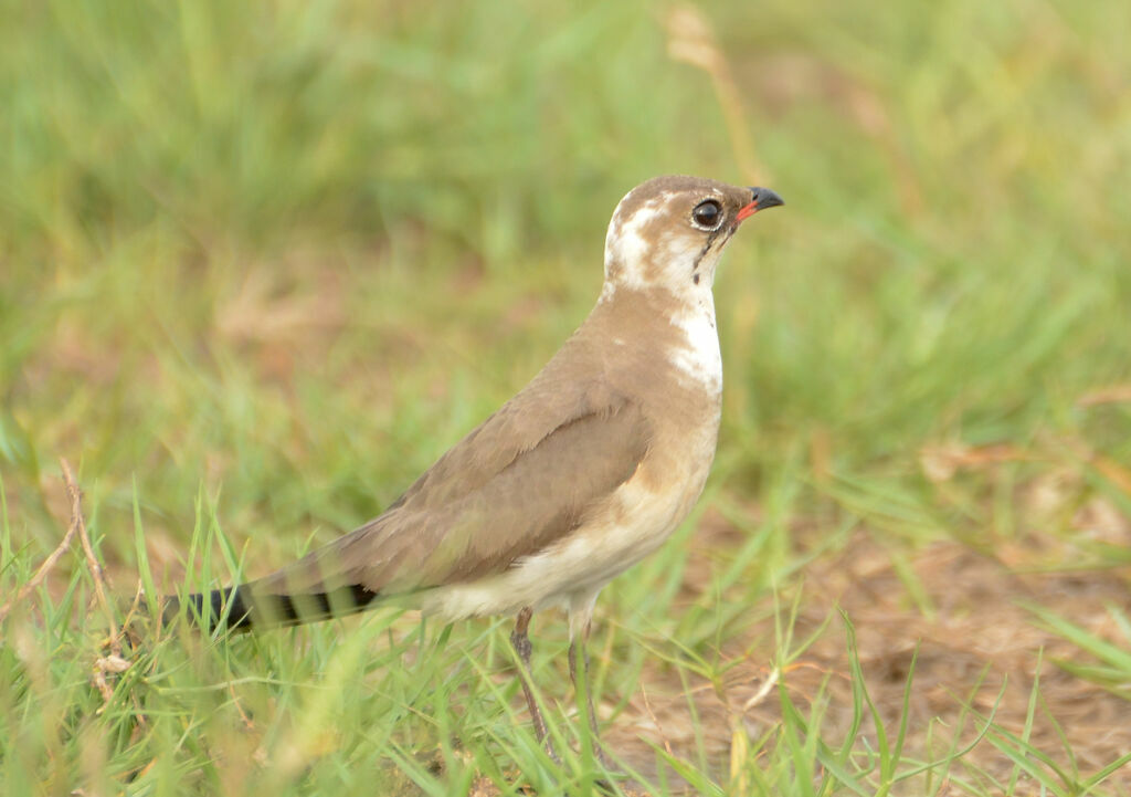 Collared Pratincoleadult