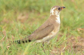 Collared Pratincole