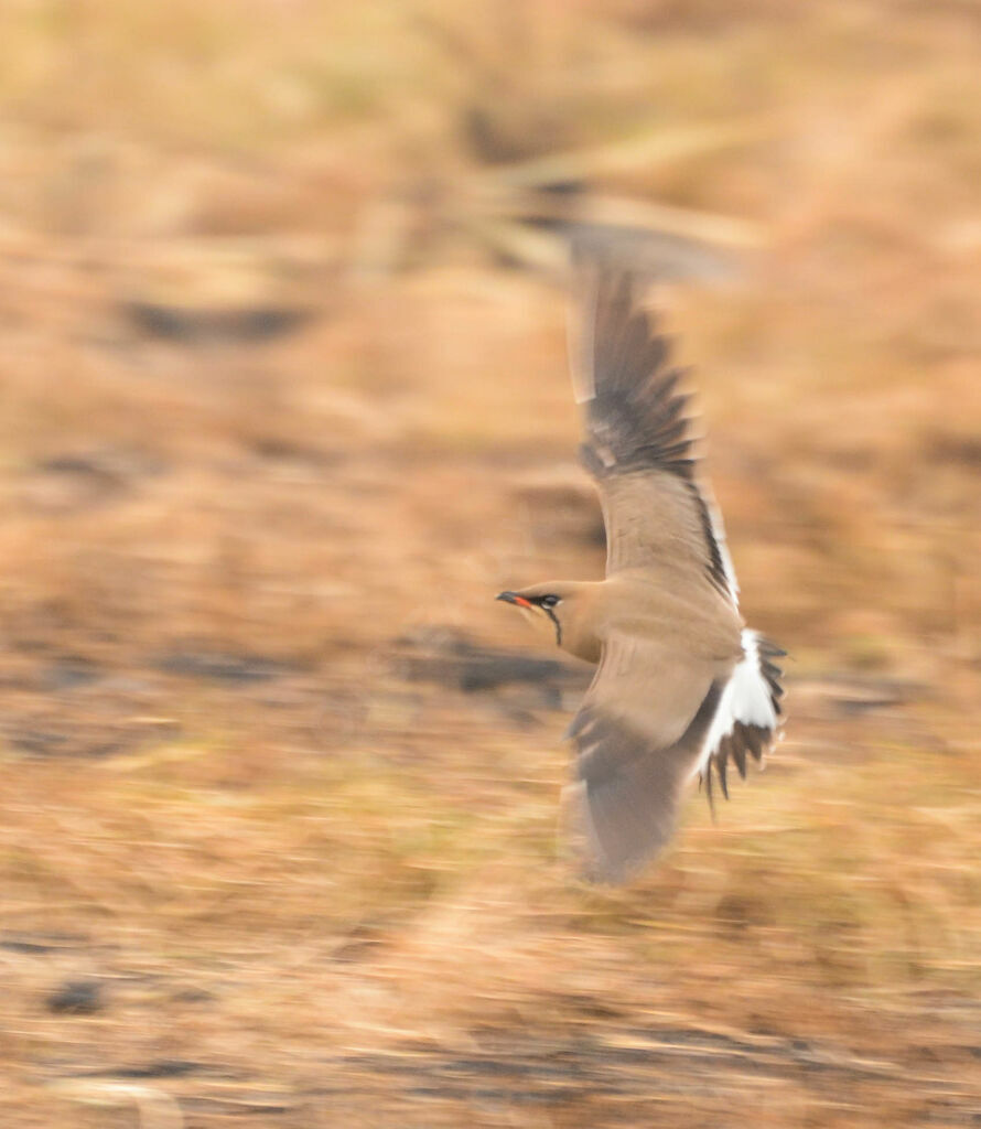 Collared Pratincole, Flight