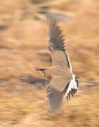 Collared Pratincole