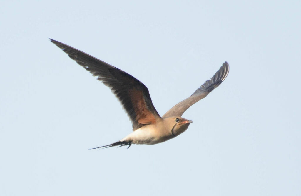 Collared Pratincole, Flight