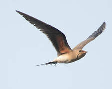 Collared Pratincole