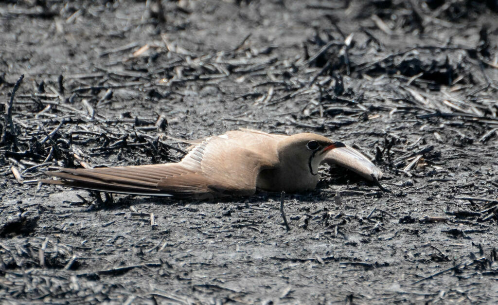 Collared Pratincoleadult, identification